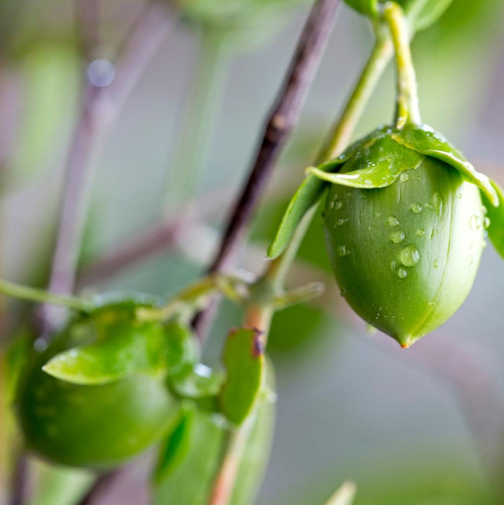 Nahaufnahme von Jojoba